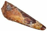 Fossil Pterosaur (Siroccopteryx) Tooth - Morocco #274250-1